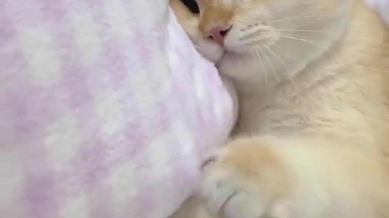 Healing Purrrrr 💝