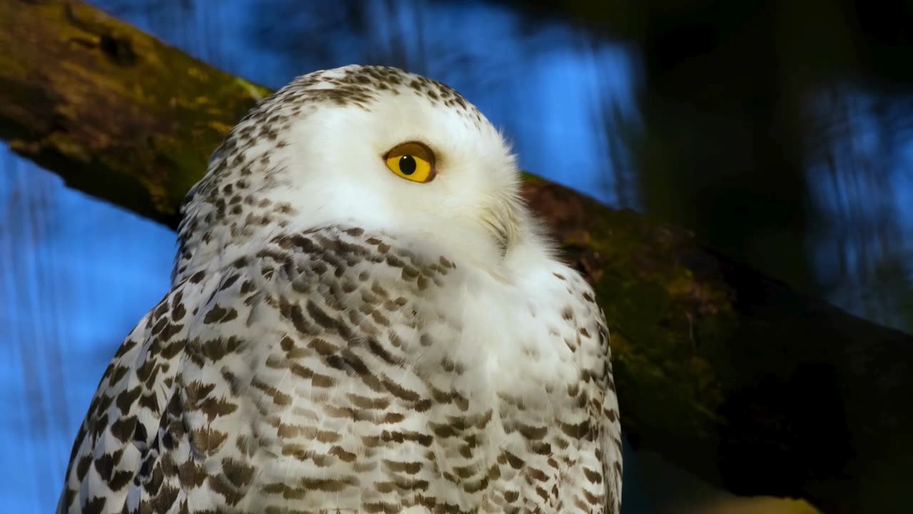 🌙 Soft Calls of Owls at Night | Soothing Night Ambience for Sleep & Relaxation 🦉
