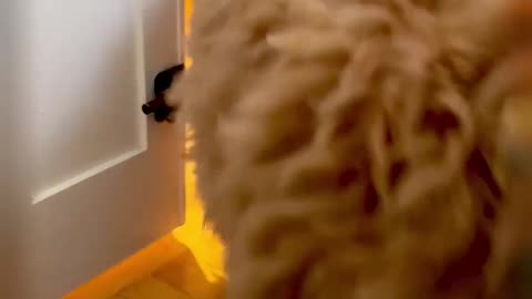 funny videos