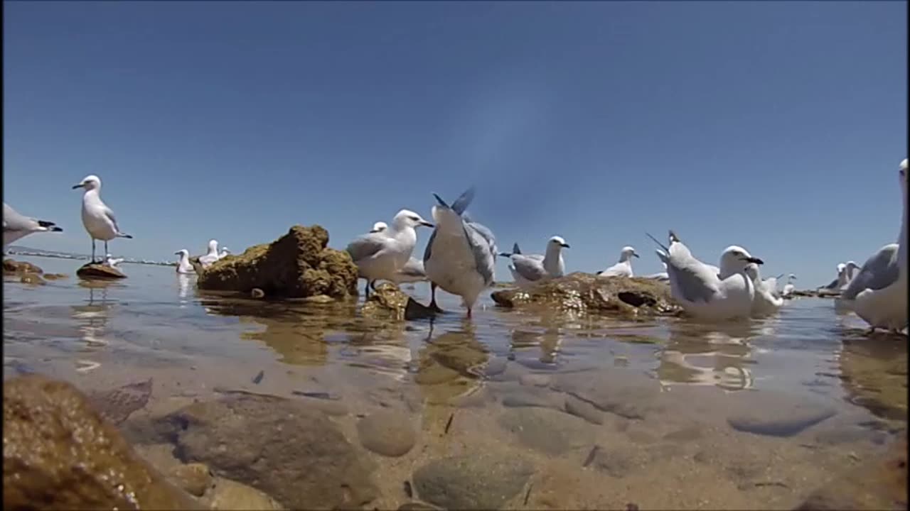 Seagulls Feeding At Low Tide