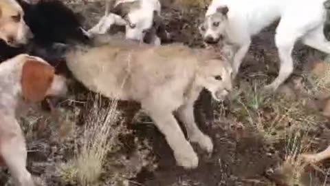 Staghound (galgo barbucho) handling puma