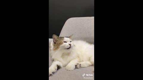 Cat Funny video