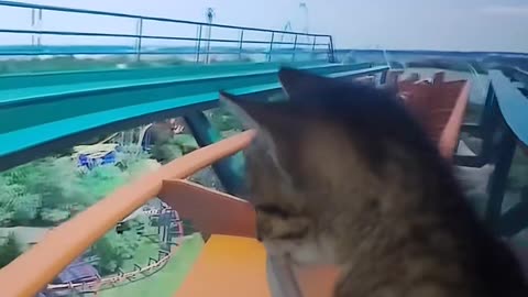 My kitty VR Experience Went Hilariously Wrong! 😂