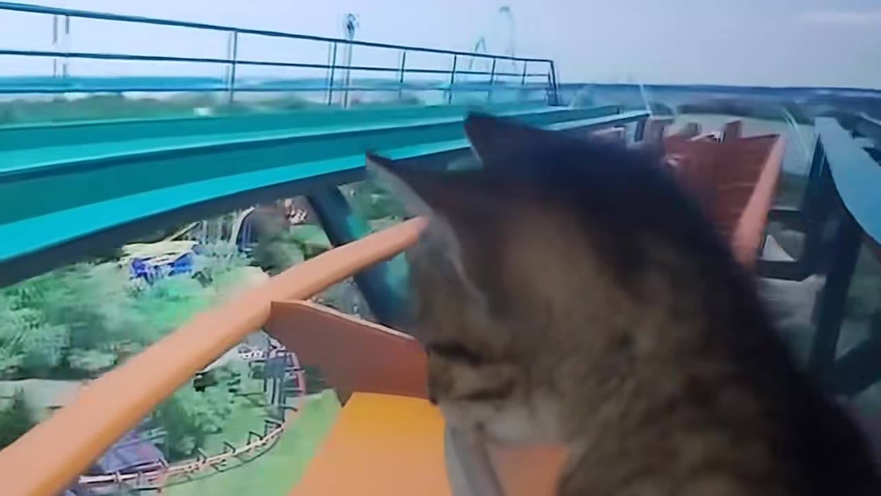 My kitty VR Experience Went Hilariously Wrong! 😂
