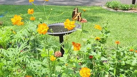 Giant Swallowtail Butterfly