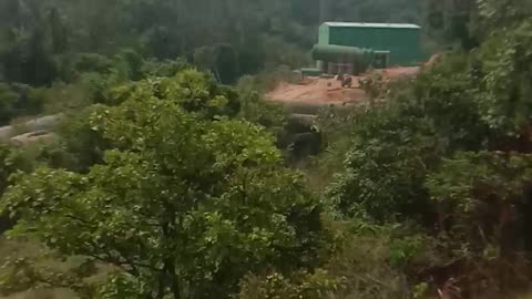Travel in forest