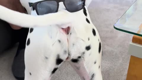 🐶😂 Dalmatian's Adorable Antics! | FunFM