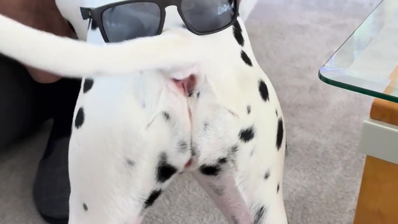 🐶😂 Dalmatian's Adorable Antics! | FunFM