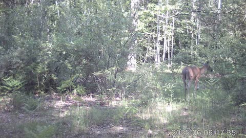 cam 6 4 coyotes are active