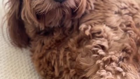 Beautiful pets