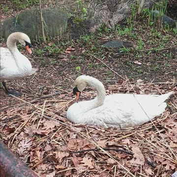 Swans nesting