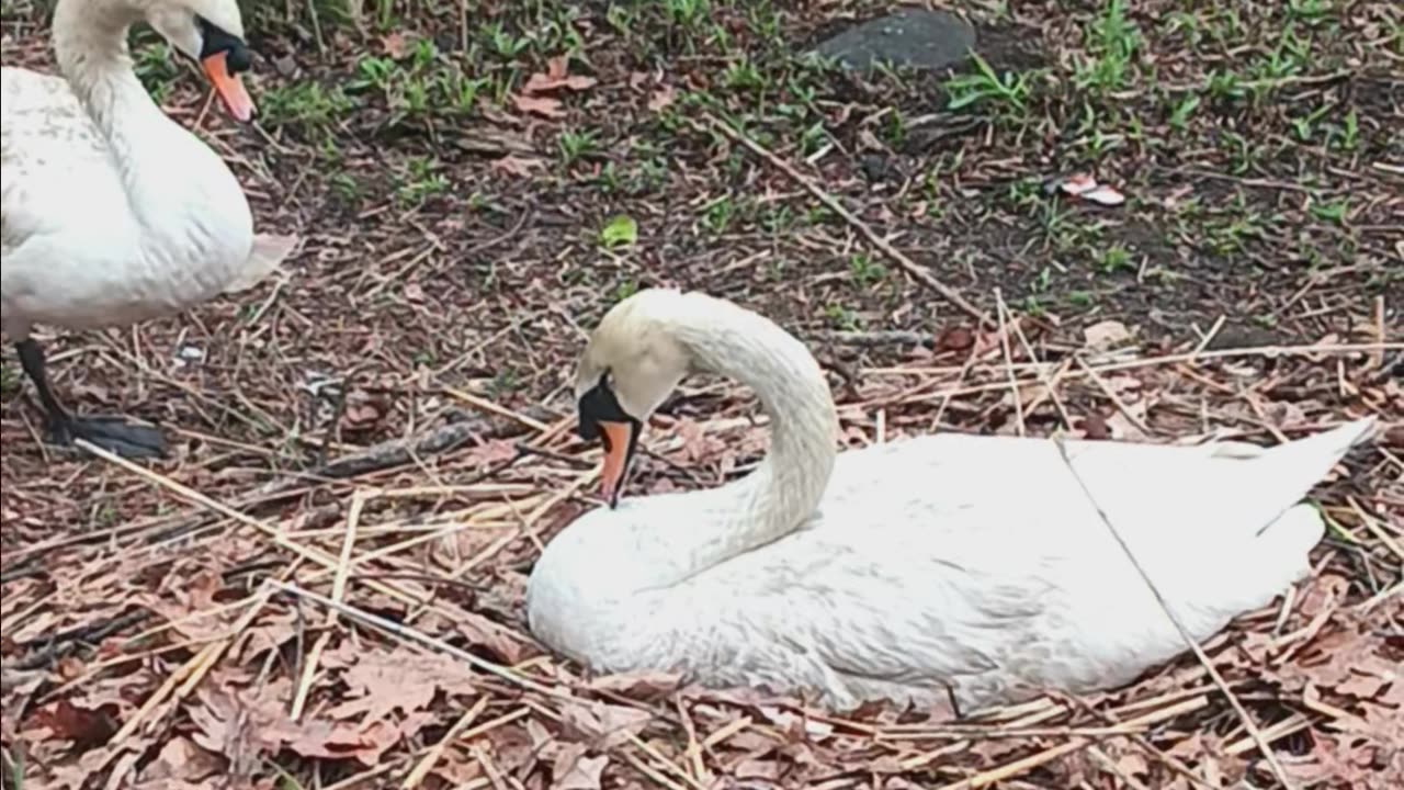 Swans nesting