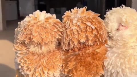 🎥 "New species of chicken. Does anyone know?" 🐔😲