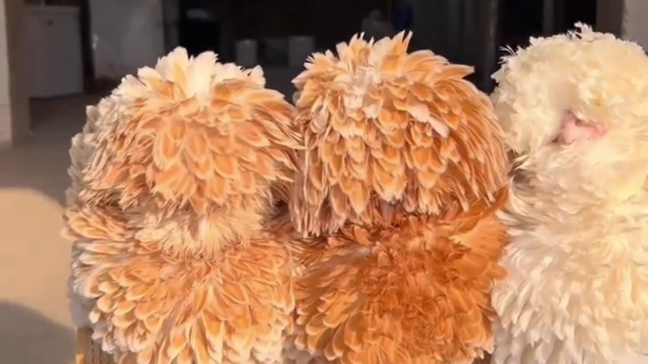 🎥 "New species of chicken. Does anyone know?" 🐔😲