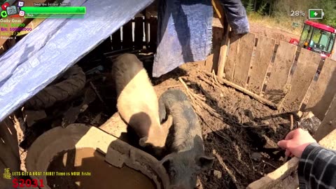 The JUNGLE Make Over! BIG DAY Day 346 Family Builds FARMSTEAD Dream Journey to Freedom in REMOTE ALASKAN Village | !Real !Homestead