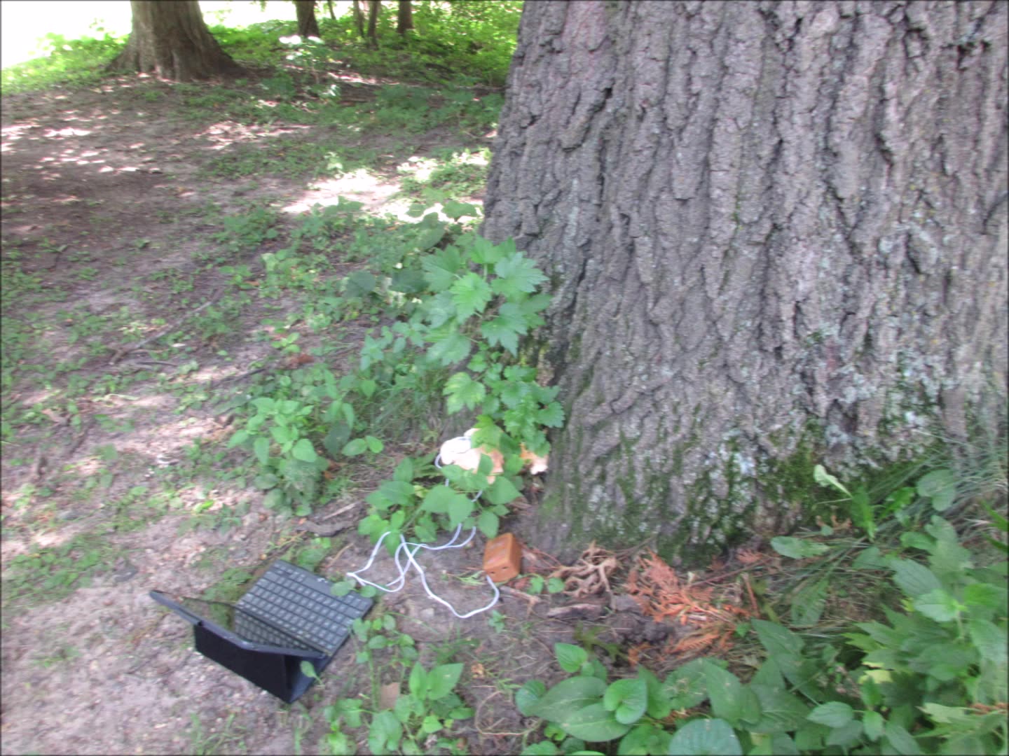 A Gift From Nature Chicken Of The Woods August 2025