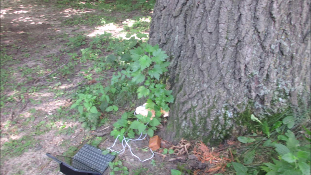 A Gift From Nature Chicken Of The Woods August 2025