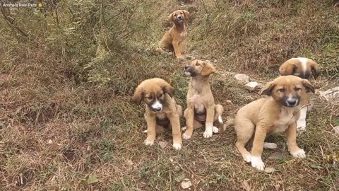 Puppy's going crazy.