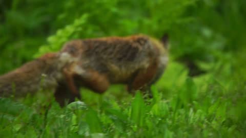 Asian Wild Dog eating deer carcass on river in topical rainforest.
