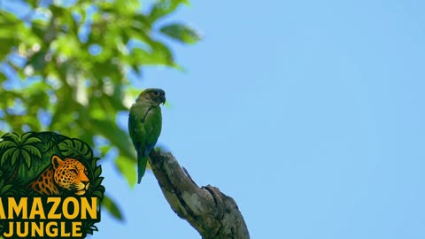 Parrot – Colorful Talking Bird of the Jungle 🦜🌴 | Rare Wildlife Footage