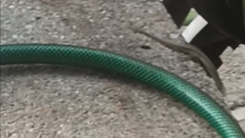 Italian wall lizard