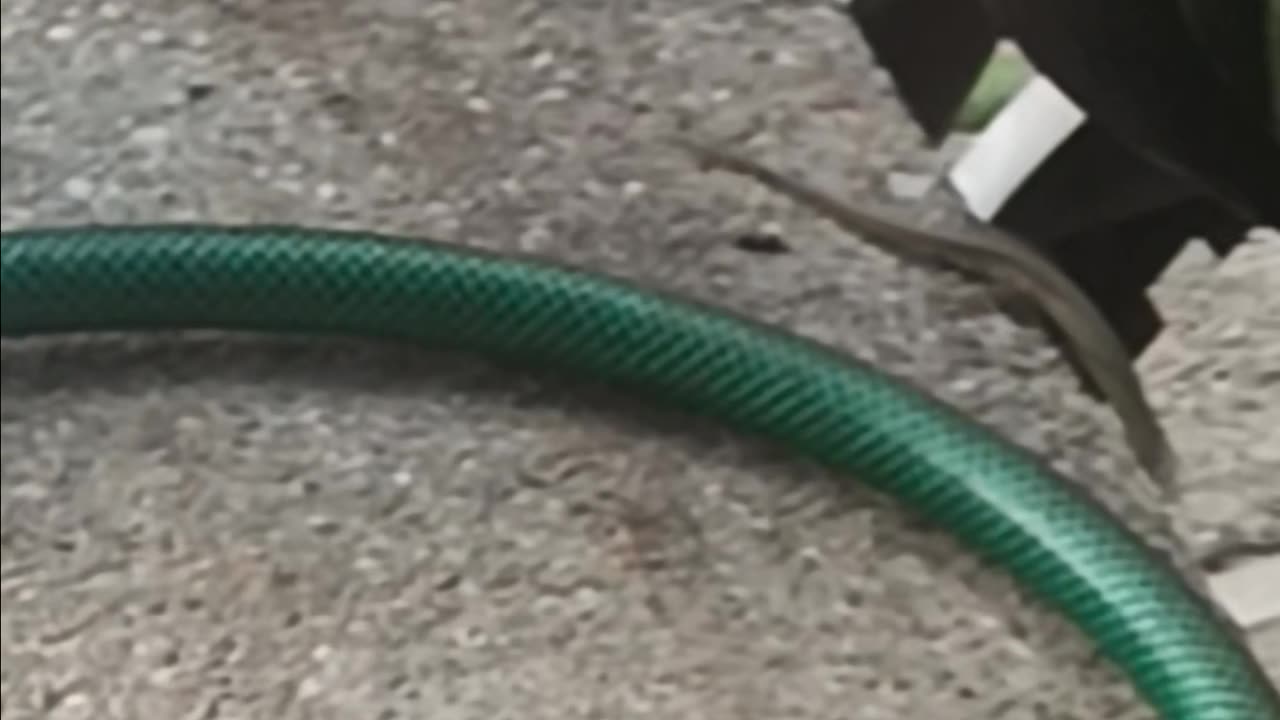 Italian wall lizard