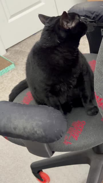 Cute Precious Piper Enjoys Her Clean Office - My Adopted Shelter Cat Vlog #shorts