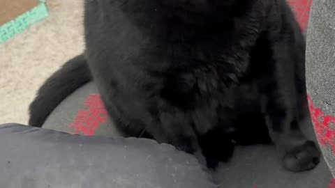 Cute Precious Piper Enjoys Her Clean Office - My Adopted Shelter Cat Vlog #shorts