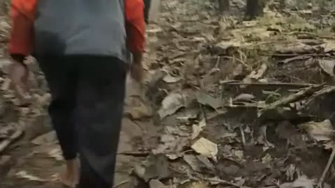 Jalan ke hutan