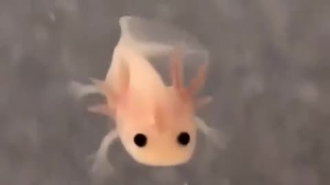 look at this teeny baby axolotl omg 🥰