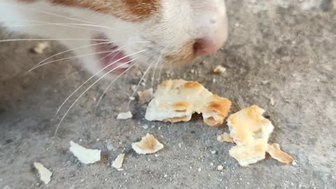 Cat is eating biscuits