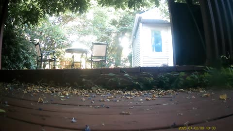 Wildlife Filmed By Haza PR800 Wild Camera, Dearborn, Michigan, June 28 To July 3, 2025