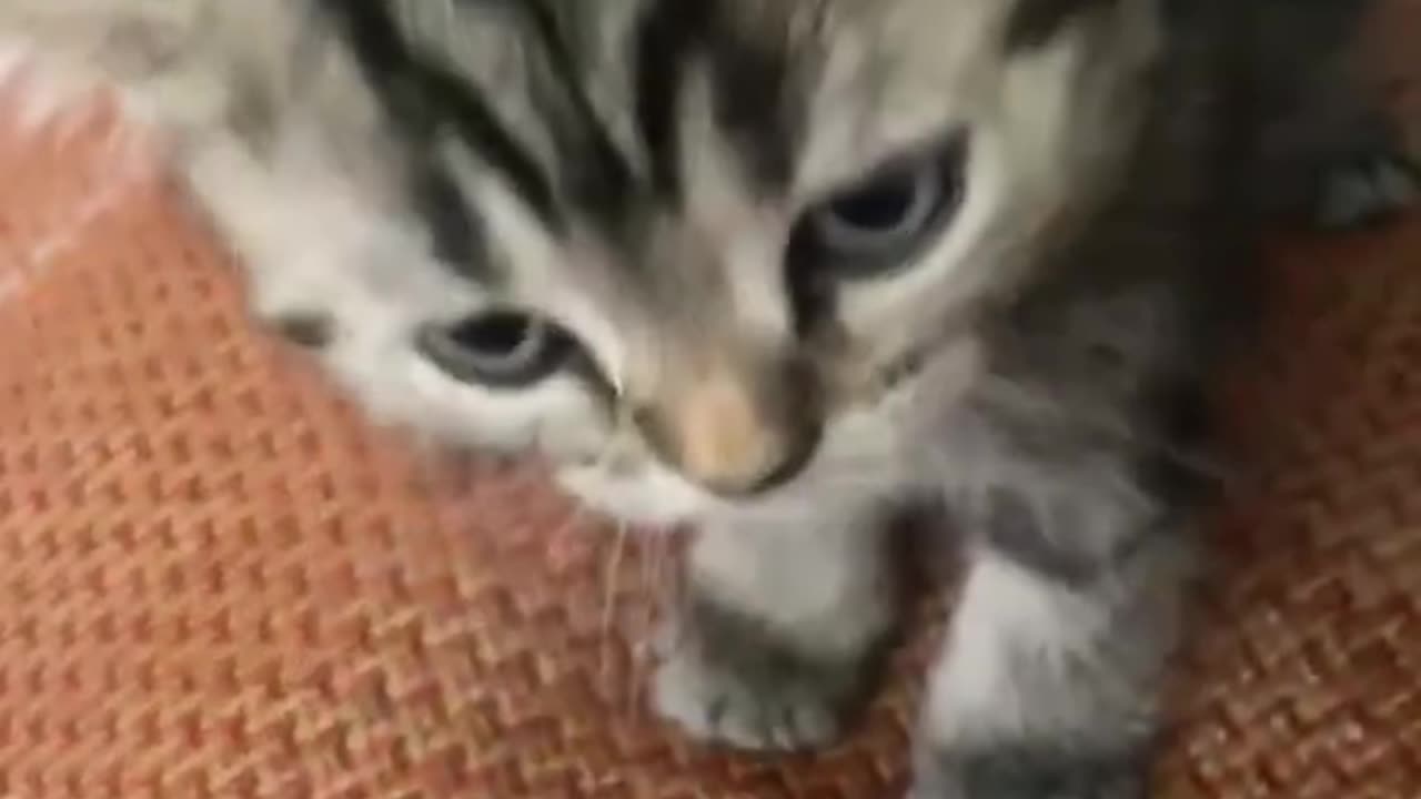 Cat Cutest video, Funny Also