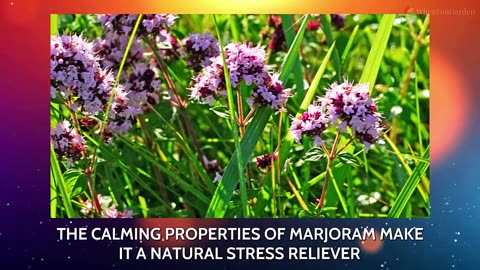 Radiate Wellness with 6 Dynamic Perks of Marjoram Unveiled! G39