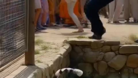 Zoo Visitor Falls into Tiger's Moat chid attack #youtubeshorts #tiger #cute #youtubevideos