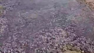 🌊👽 Rio de Peixes no Deserto em 3 de Março de 2023! | TheTruthAbove