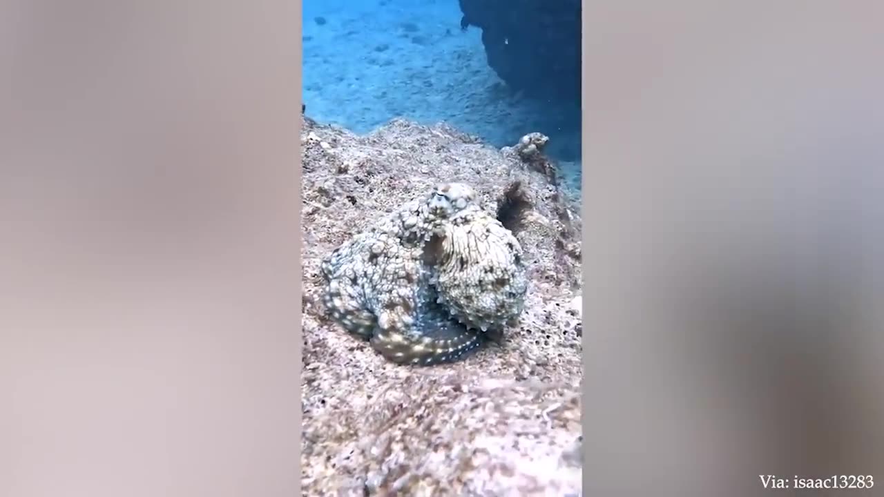 😍Funniest Animals