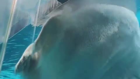 Check out how big this Polar Bear is