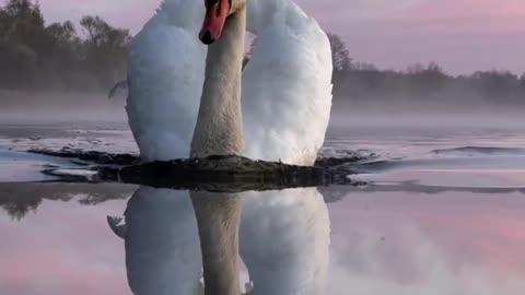 natural