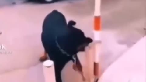 Rottweiler în Acțiune – Putere, Eleganță și Loialitate Într-un Singur Câine 💪🐾