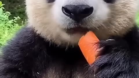 Panda funny