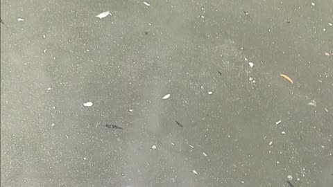 Bullhead catfish