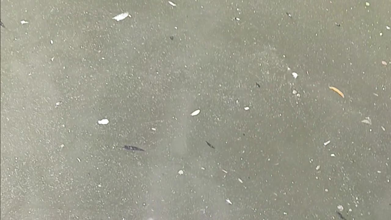 Bullhead catfish
