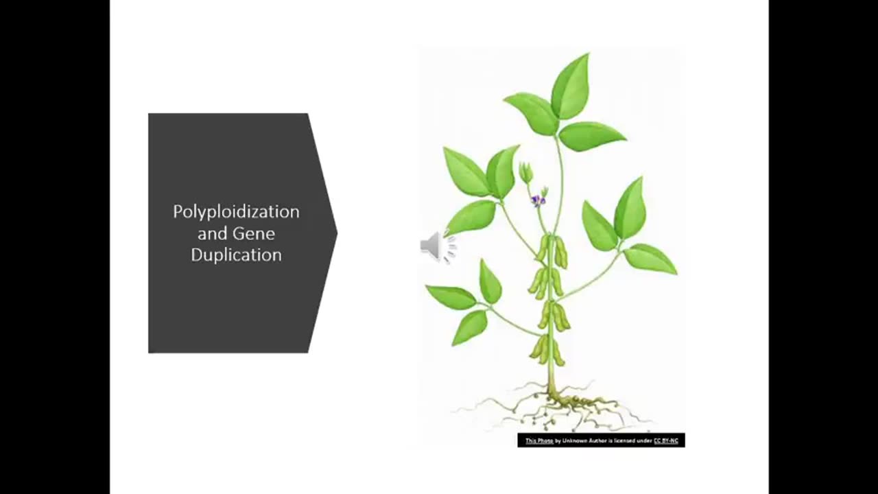 Alt-Tech S2 46 Soybean Genetics Part 1