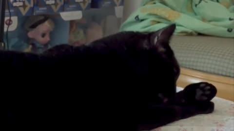 Cute Precious Piper Keeps Herself Clean and Exercised -My Adopted Shelter Cat Vlog #shorts