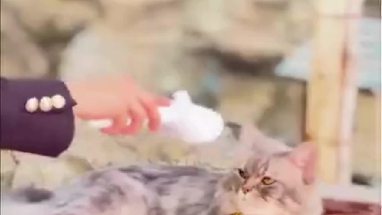 Chevaroo 3-in-1 Steam Pet Brush 🐾 | Self-Cleaning, Shedding & Grooming for Horses, Dogs & Cats