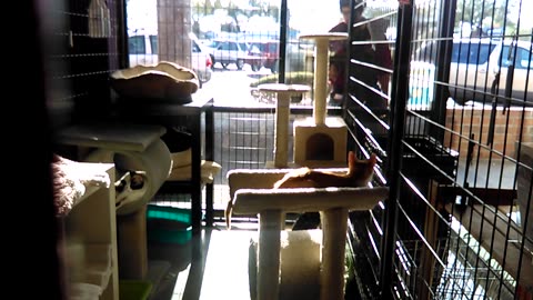 CatsAtHSSAZthriftStoreVIDEO0287