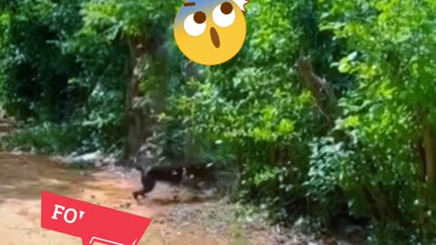 FUNNY DOG'S VIDEO 😀😀😀