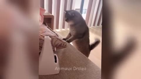 Funny animals