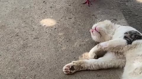 funny and cute animals